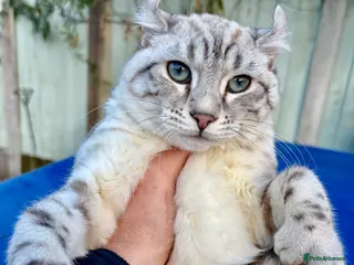 Keetso cats Superb wild looking snow leopard female - Advert 2