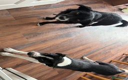 Border Collie dogs for sale: Max and teddy - Image 1