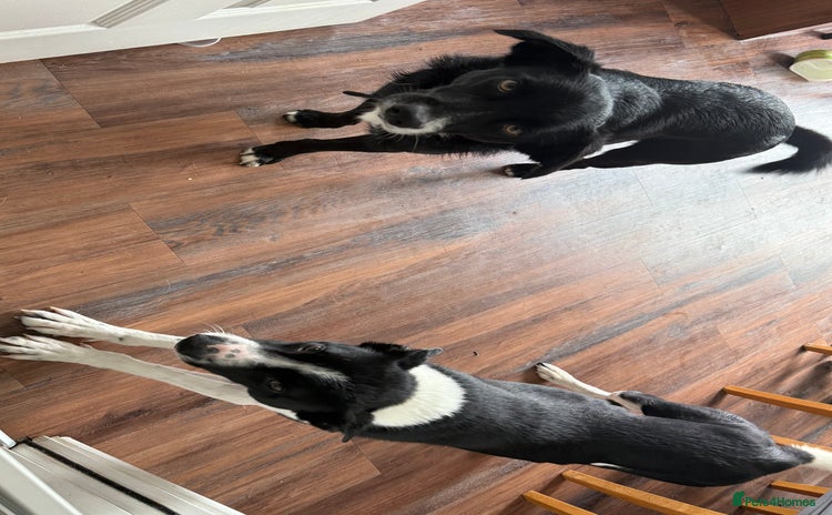 Border Collie dogs - Advert 3