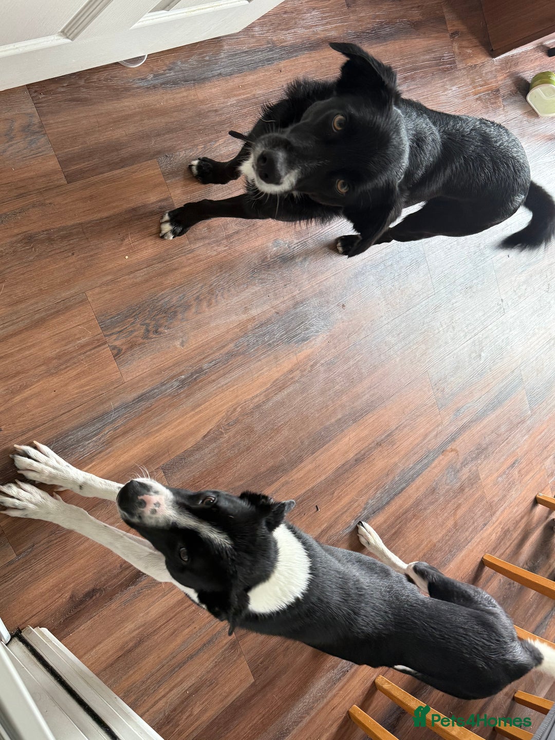 Border Collie dogs for sale: Max and teddy - Image 1