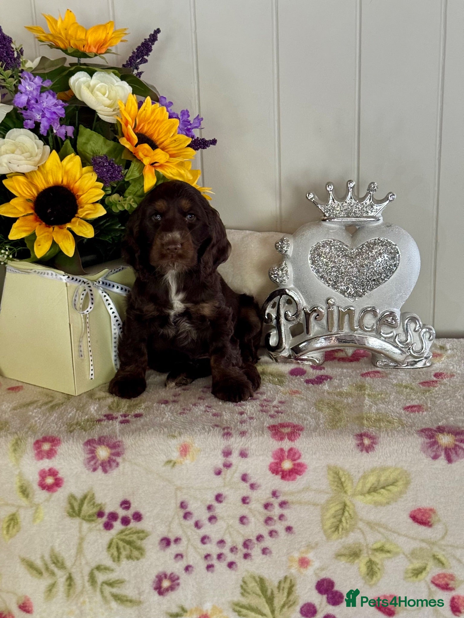 Cocker Spaniel dogs 2 left kc reg show cocker spaniel puppies - Advert 7