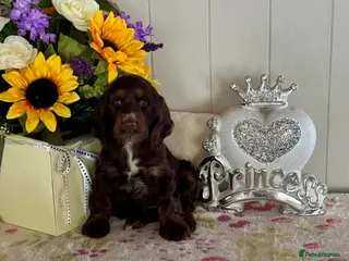 Cocker Spaniel dogs 2 left kc reg show cocker spaniel puppies - Advert 7