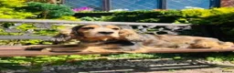 Cocker Spaniel dogs for sale: lyncham cocker spaniels - Advert 1