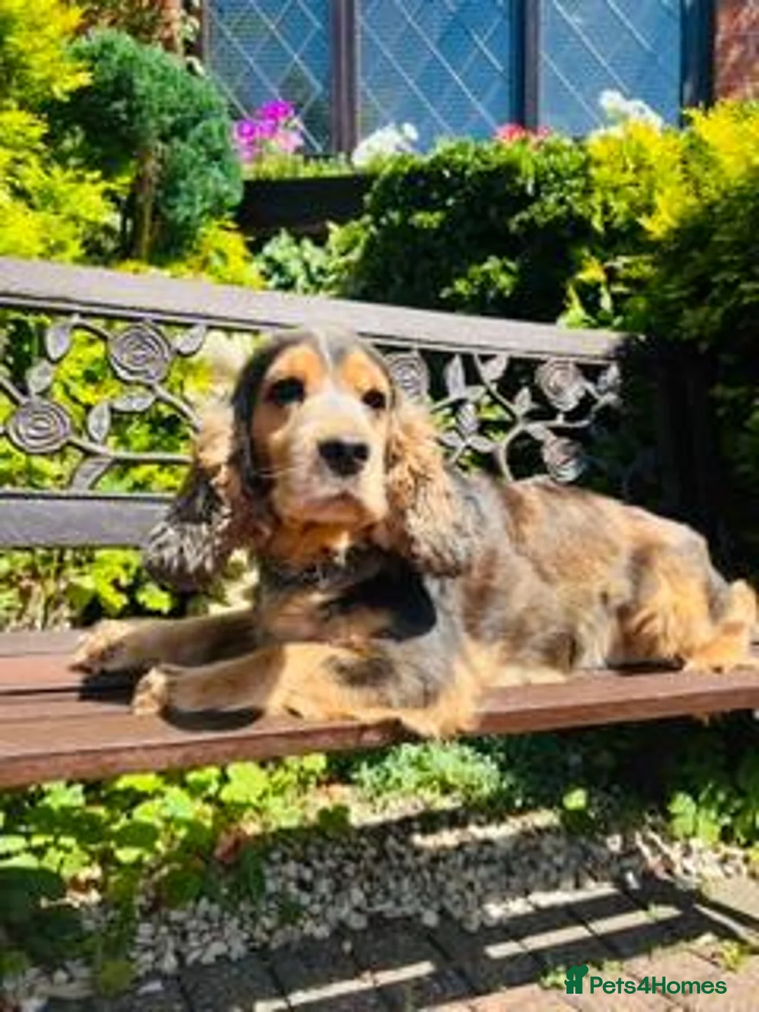 Cocker Spaniel dogs for sale: lyncham cocker spaniels - Advert 1