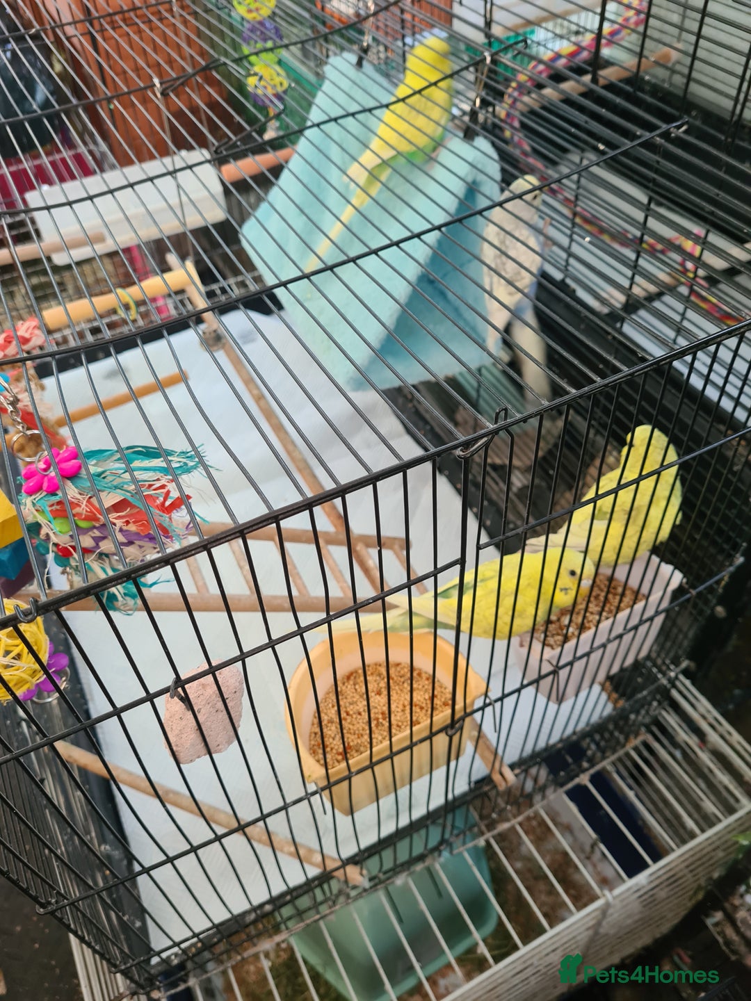 Budgerigars birds for sale: 4 X YOUNG BUDGIES COMPLETE WITH CAGE  - Advert 8