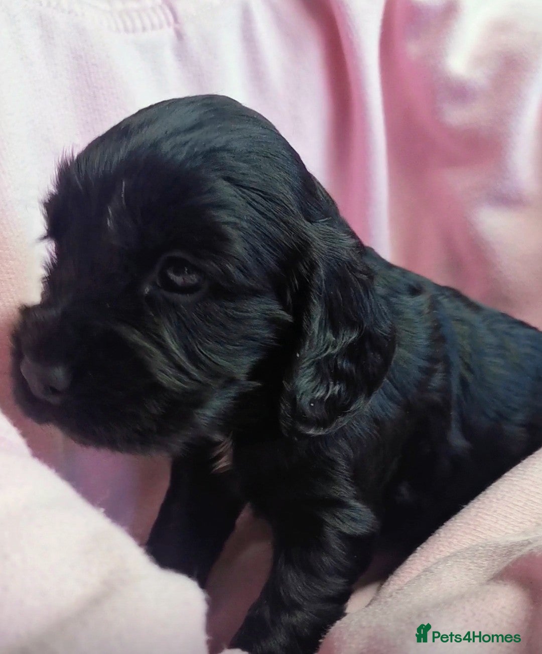 Cocker Spaniel dogs for sale: Adorable Cocker Spaniels  - Image 5