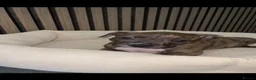 American Bully dogs for sale: American pocket bully pups in Peterborough - Advert 23