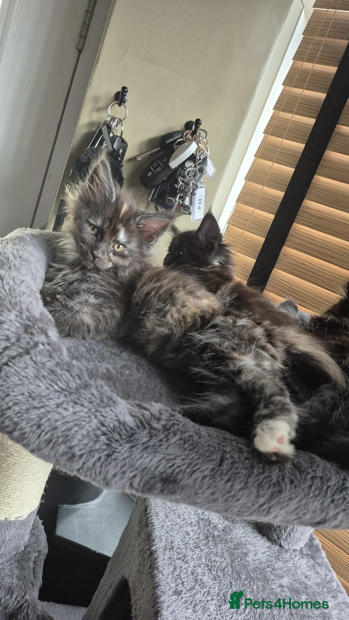 Maine Coon cats READY TO LEAVE 3 Maine Coon kittens  - Advert 6