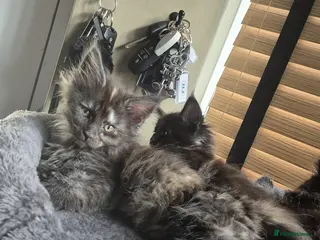 Maine Coon cats READY TO LEAVE 3 Maine Coon kittens - Advert 6