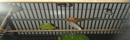 Parakeets birds for sale: Red bumped parakeets  in Lancaster - Advert 3