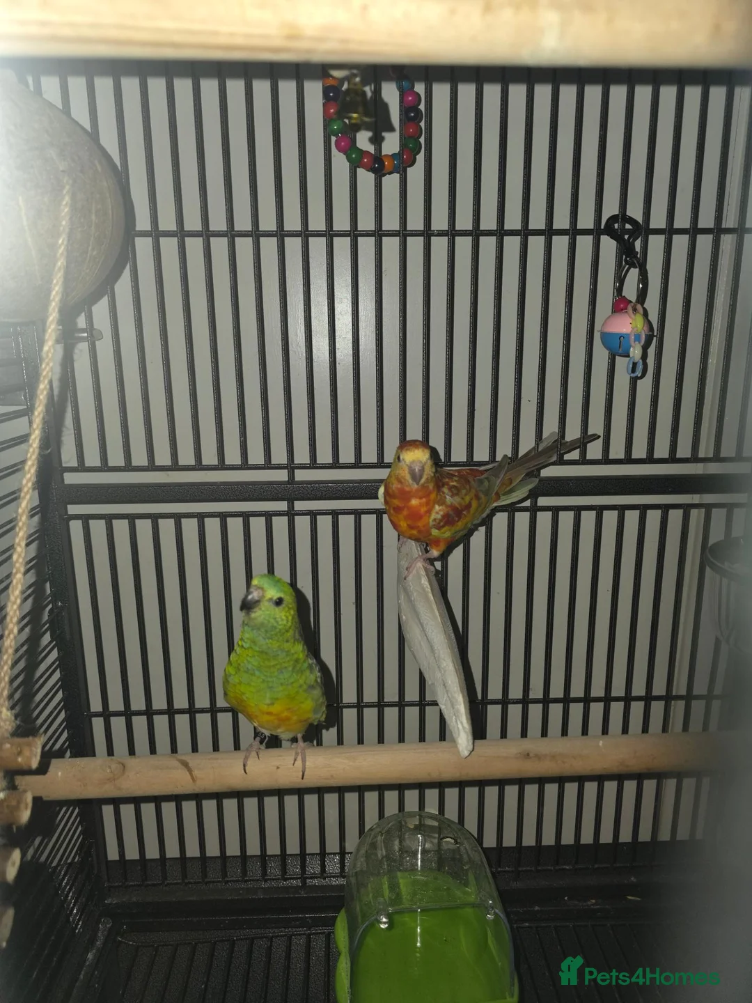 Parakeets birds for sale: Red bumped parakeets  in Lancaster - Advert 3
