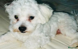 Maltese dogs for sale: 🐶Bichon Maltese for Sale–11 Months Old🐶 - Image 2