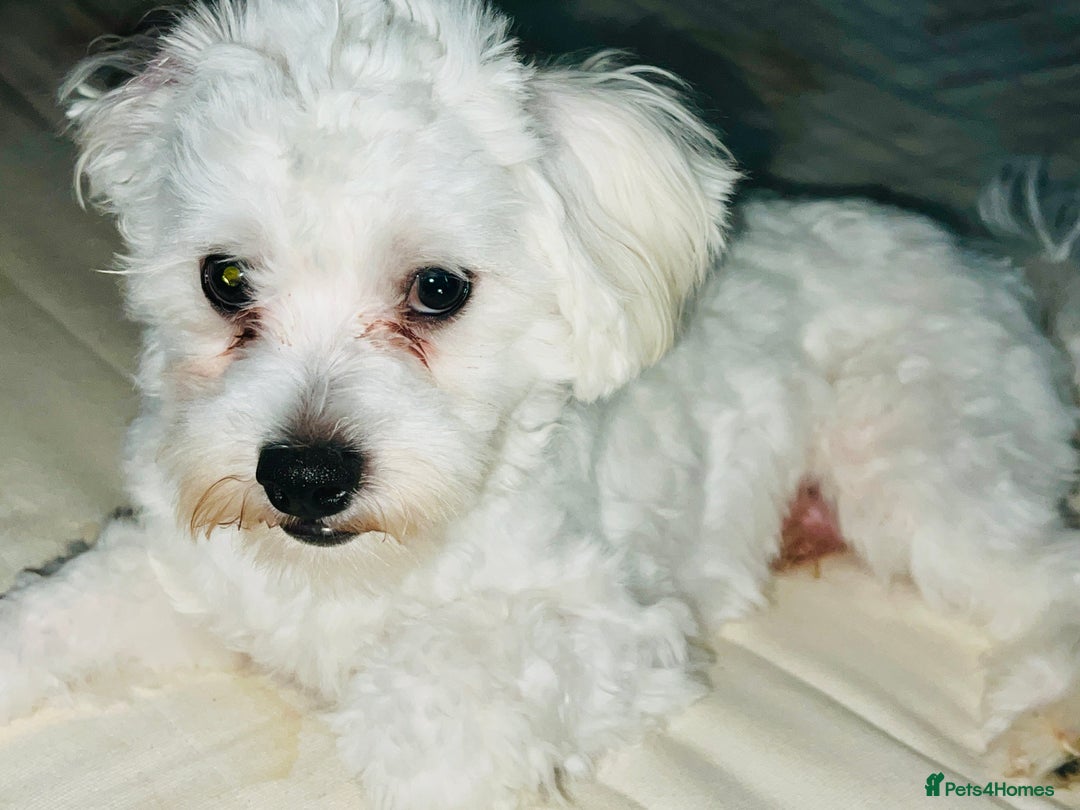 Maltese dogs for sale: 🐶Bichon Maltese for Sale–11 Months Old🐶 - Image 2