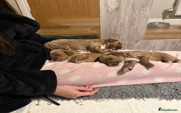 Mixed Breed dogs for sale: Australian Labradoodle  1 girl available - Image 5