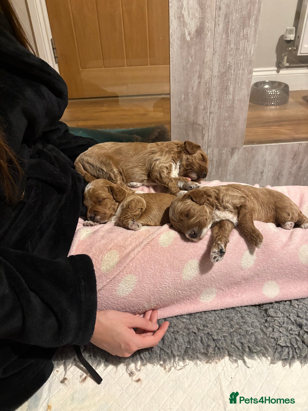 Mixed Breed dogs for sale: Australian Labradoodle  1 girl available - Image 5