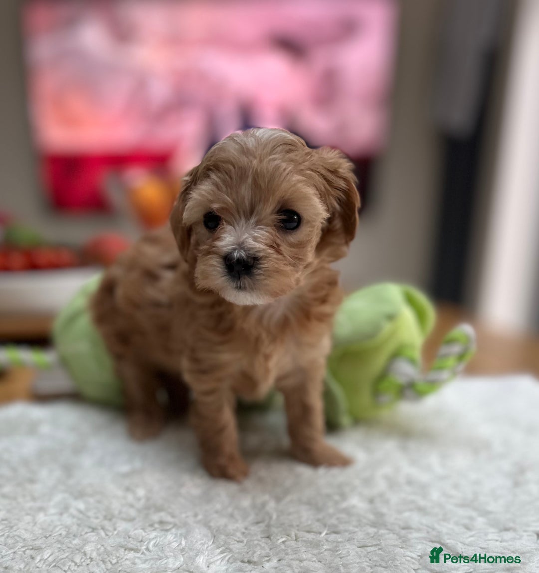 Maltipoo dogs for sale: F1 Mini Maltipoo - Advert 4