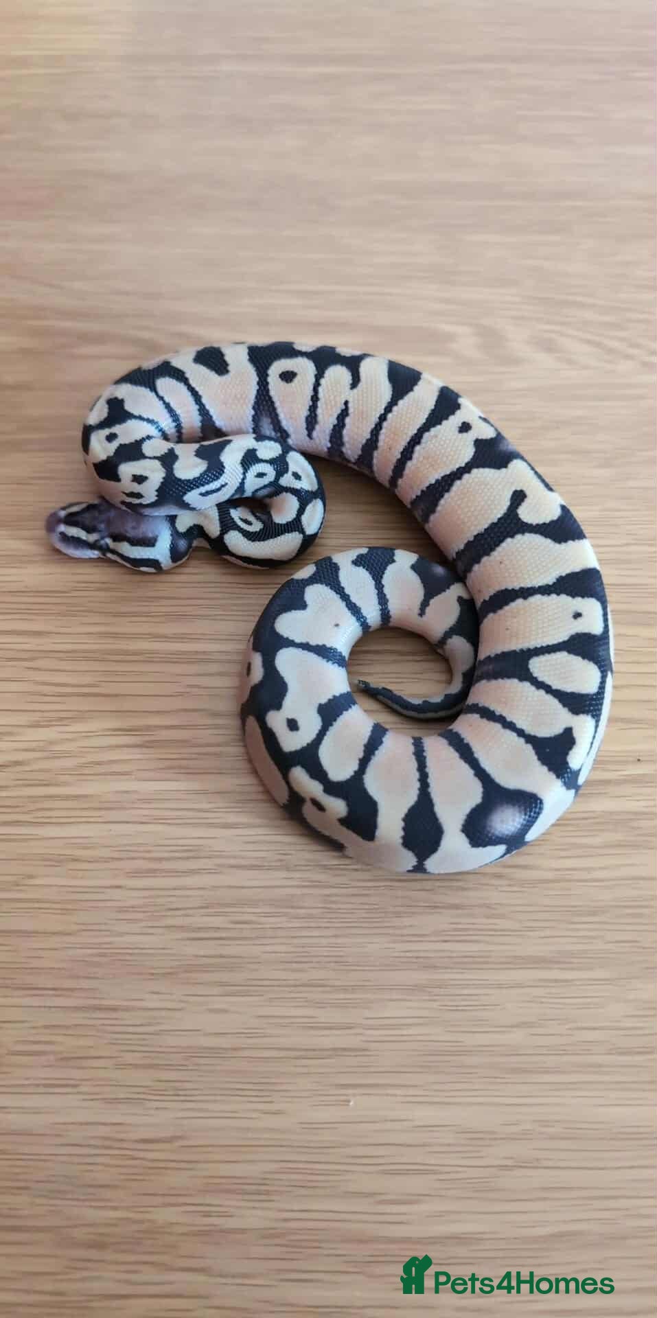 Python Snake reptiles Pastel Desert Ghost in Sheffield - Advert 1