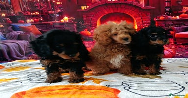 Toy Poodle dogs - Advert 7