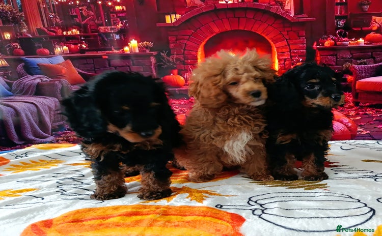 Toy Poodle dogs - Advert 1