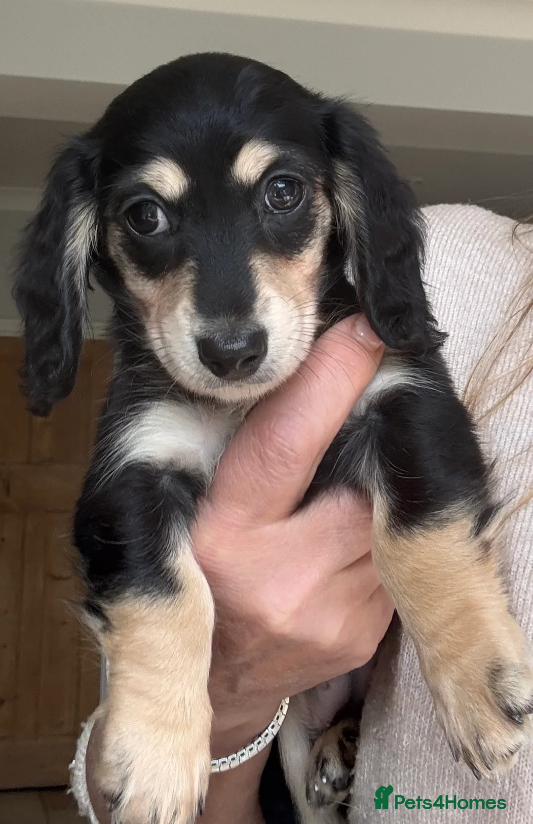 Miniature Dachshund dogs for sale: Exceptional PRA clear Champion miniature L/H dachs - Advert 1