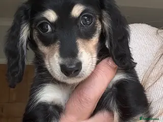 Miniature Dachshund dogs Exceptional PRA clear Champion miniature L/H dachs - Advert 6