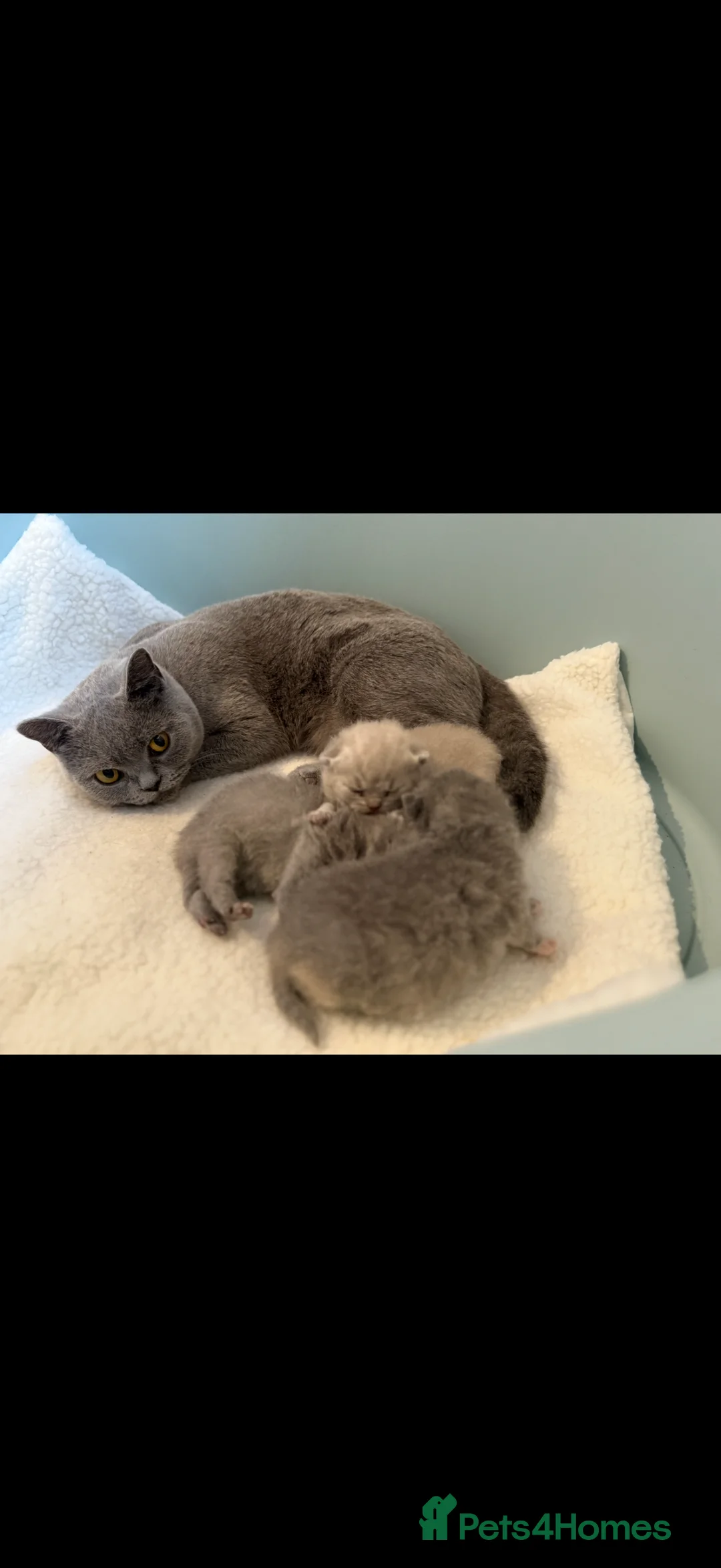 British Shorthair cats for sale: Blue Cream BSH Girl Available 🩷 - Advert 10