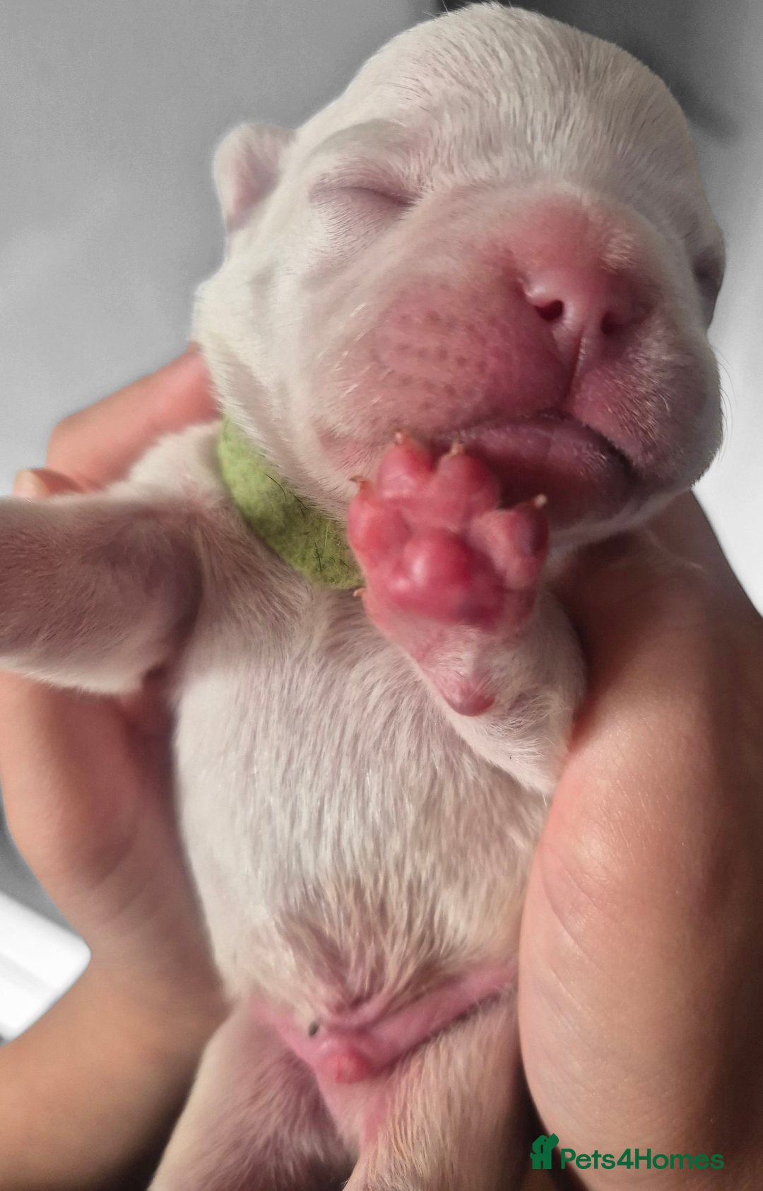 French Bulldog dogs for sale: Kc registered french bulldog puppies - Image 19