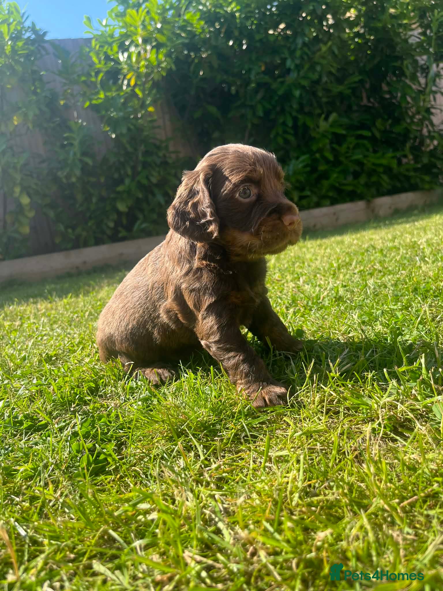 Cocker Spaniel dogs 🏆 🐾 Only 1 pup remaining! 🐾 - Advert 1
