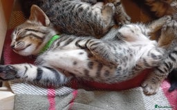 Bengal cats for sale: 6 Stunning Bengal Cross Kittens – Ready 31/10/2025 - Image 14