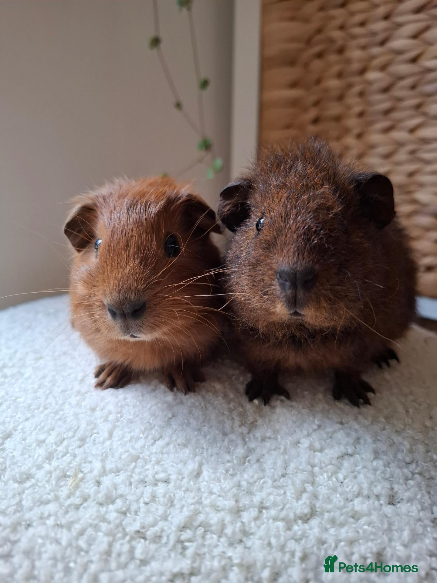 Guinea Pig rodents Teddy & red cali - Advert 17