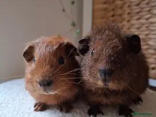 Guinea Pig rodents Teddy & red cali - Advert 1