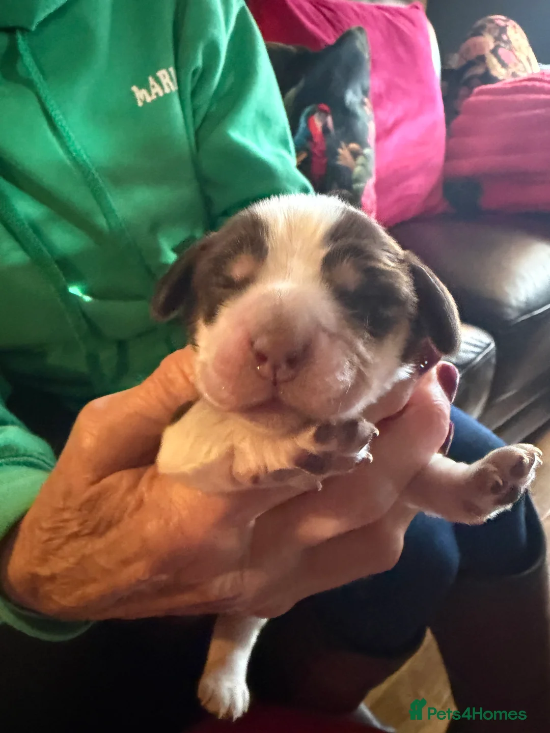 Cocker Spaniel dogs for sale: Show cocker spaniel pups - Advert 29