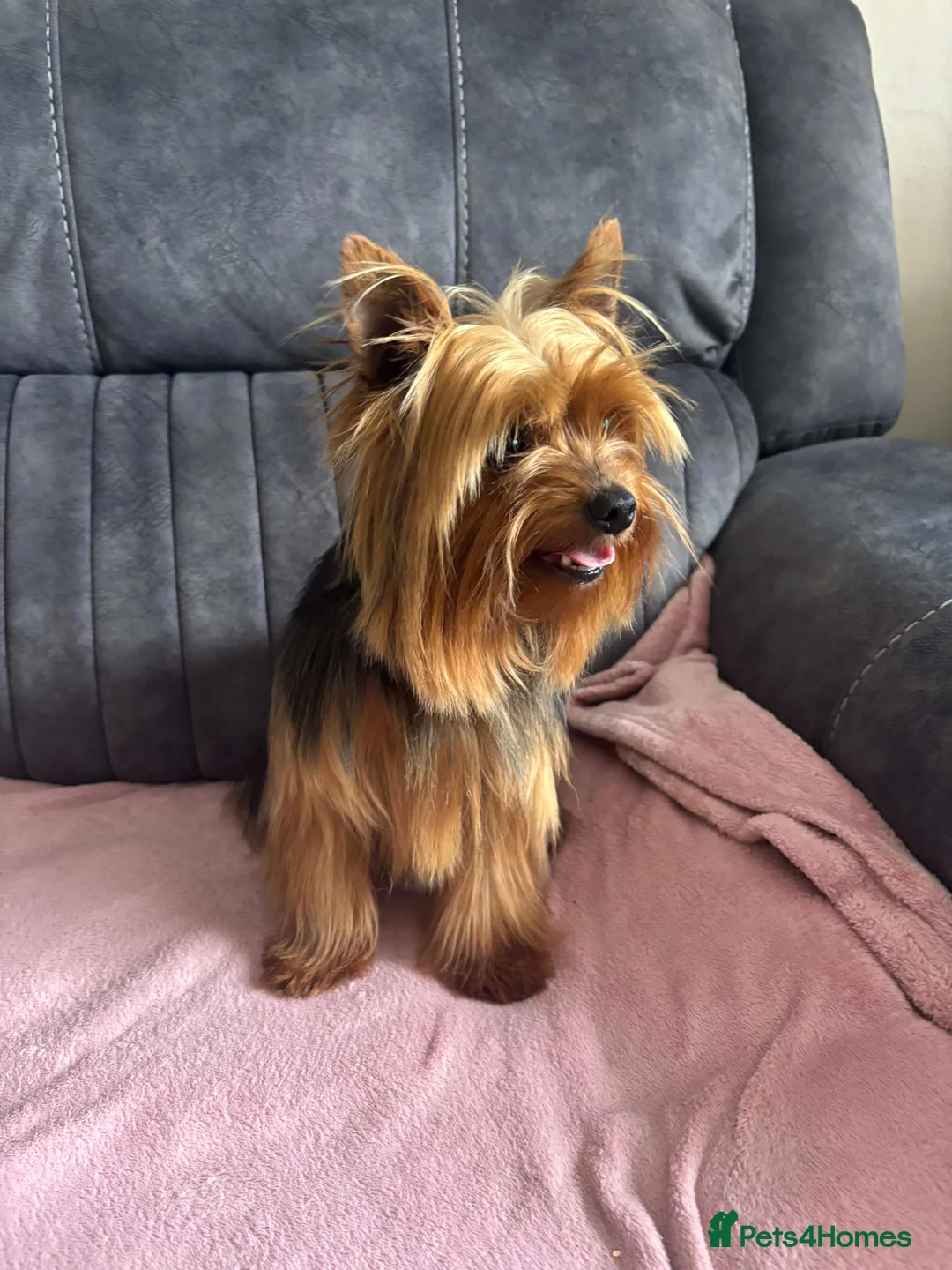 Yorkshire Terrier dogs for stud: Miniature yorkshire  terrier stud  in Omagh - Advert 1