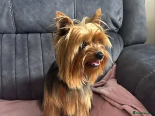 Yorkshire Terrier dogs Miniature yorkshire terrier stud - Advert 3