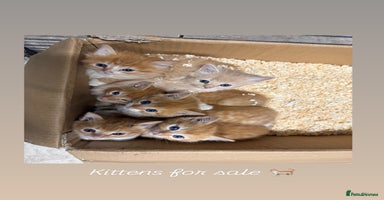 Mixed Breed cats - Advert 5