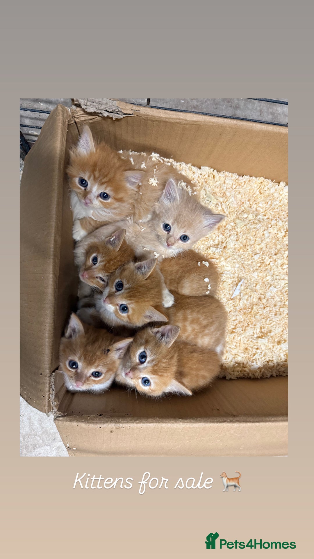 Mixed Breed cats for sale: 3 ginger girls 1 ginger boy kittens  - Image 2