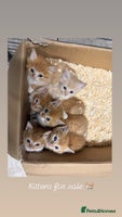 Mixed Breed cats - Advert 3