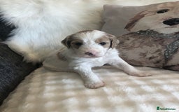Goldendoodle dogs for sale: Goldendoodle Double Doodle pups for sale - Image 11