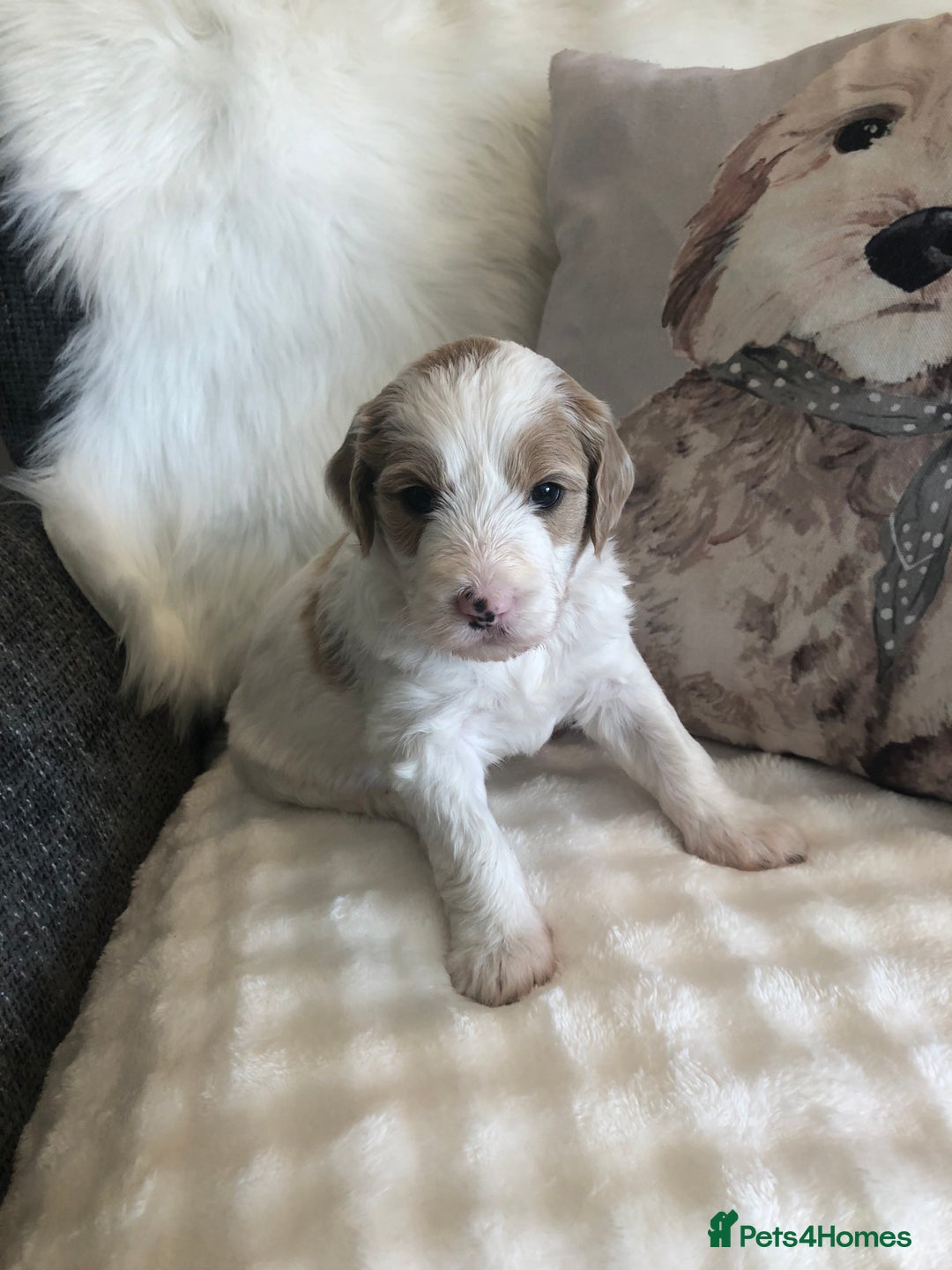Goldendoodle dogs for sale: Goldendoodle Double Doodle pups for sale - Image 11