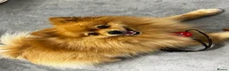 Pomeranian dogs for stud: ✨ Stunning KC Pomeranian available for stud ✨ - Advert 2