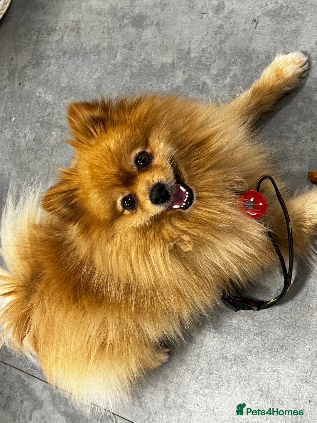 Pomeranian dogs for stud: ✨ Stunning KC Pomeranian available for stud ✨ - Advert 2