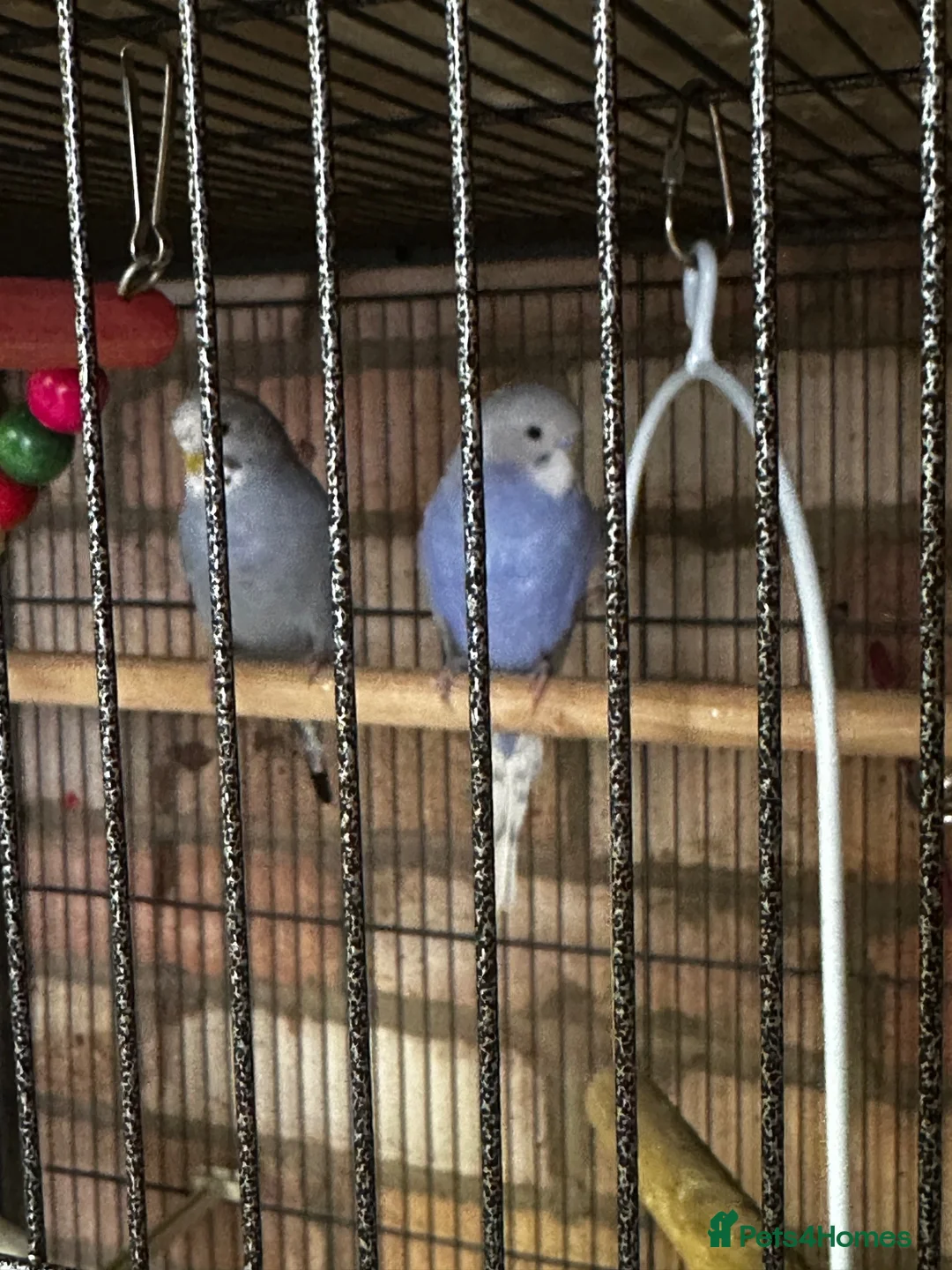 Budgerigars birds for sale: 5 beautiful baby budgies with a cage  - Advert 22