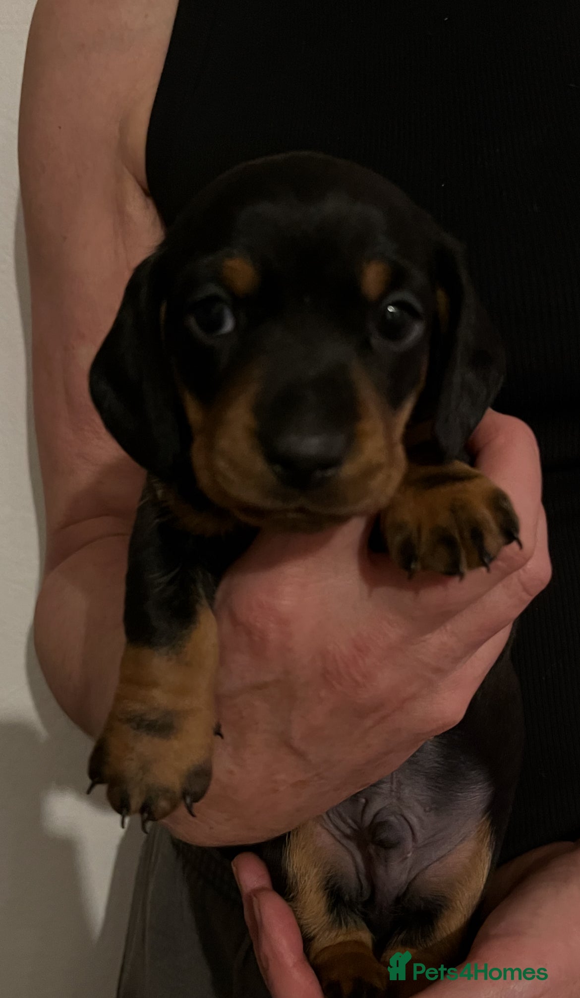 Miniature Dachshund dogs 3 Beautiful KC miniature dachshund puppies - Advert 18