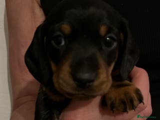 Miniature Dachshund dogs 3 Beautiful KC miniature dachshund puppies - Advert 16