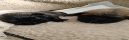 Pekingese dogs for sale: KC registered Pekingese puppy's  - Advert 12