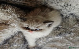 Ragdoll cats for sale: 4 Ragdoll Boys  - Image 17