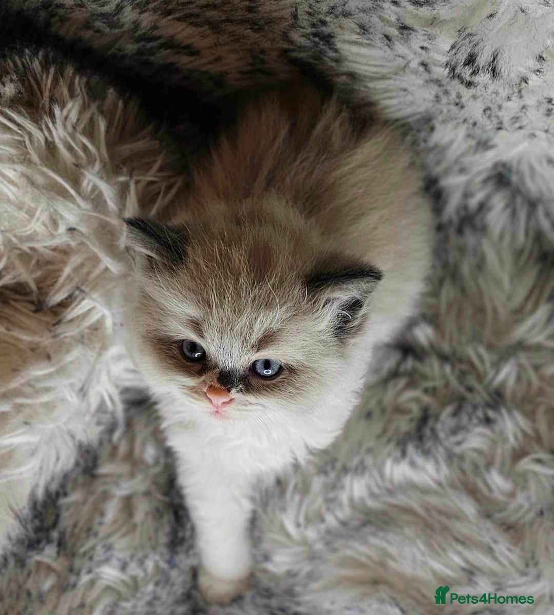 Ragdoll cats for sale: 4 Ragdoll Boys  - Image 17