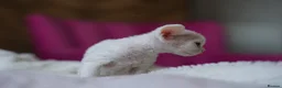 Devon Rex cats for sale: ❤️ Pure Line Devon Rex Kittens Available ❤️ - Advert 31