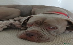 Cane Corso dogs for sale: Beautiful Cane Corso for forever home - Advert 2
