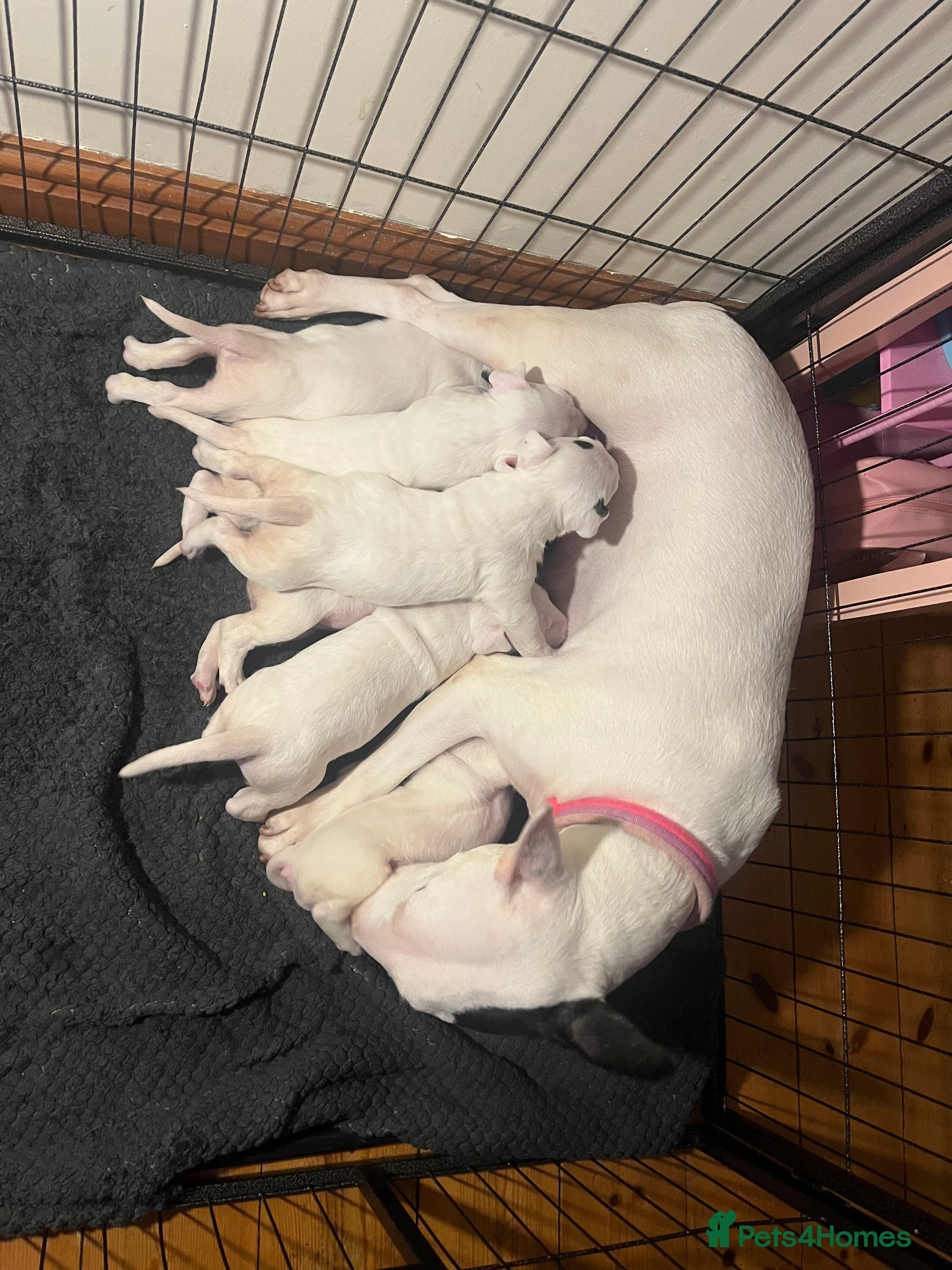 English Bull Terrier dogs English bull terrier puppies  - Advert 10